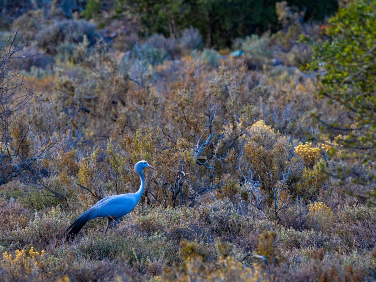 Rooiberg Wild Private Game Reserve Ladismith Exterior photo