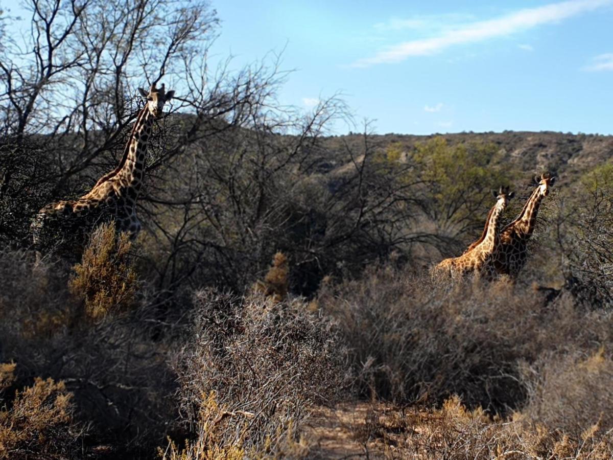 Rooiberg Wild Private Game Reserve Ladismith Exterior photo