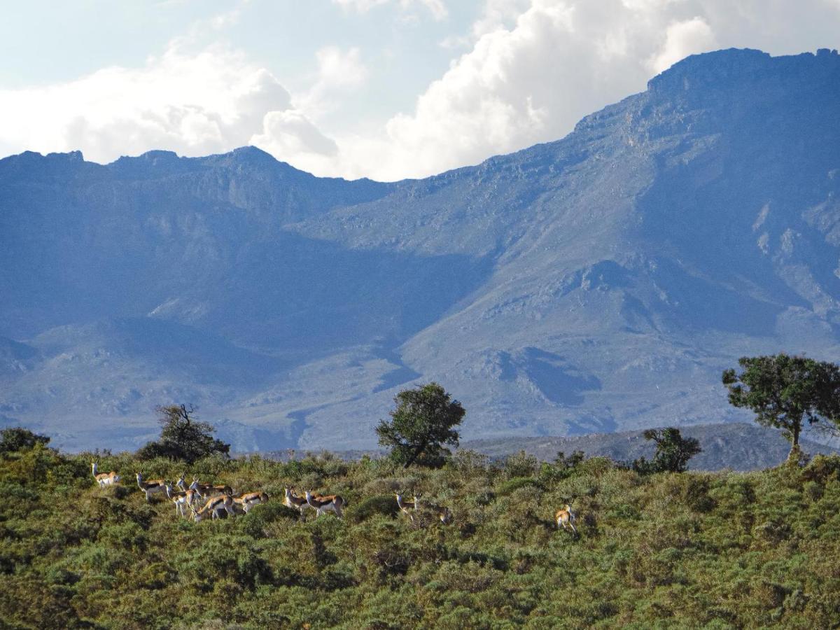 Rooiberg Wild Private Game Reserve Ladismith Exterior photo