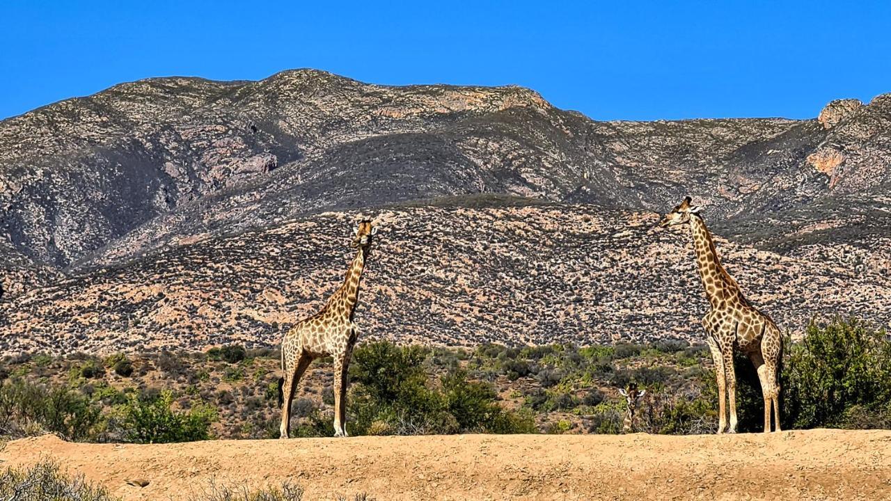 Rooiberg Wild Private Game Reserve Ladismith Exterior photo