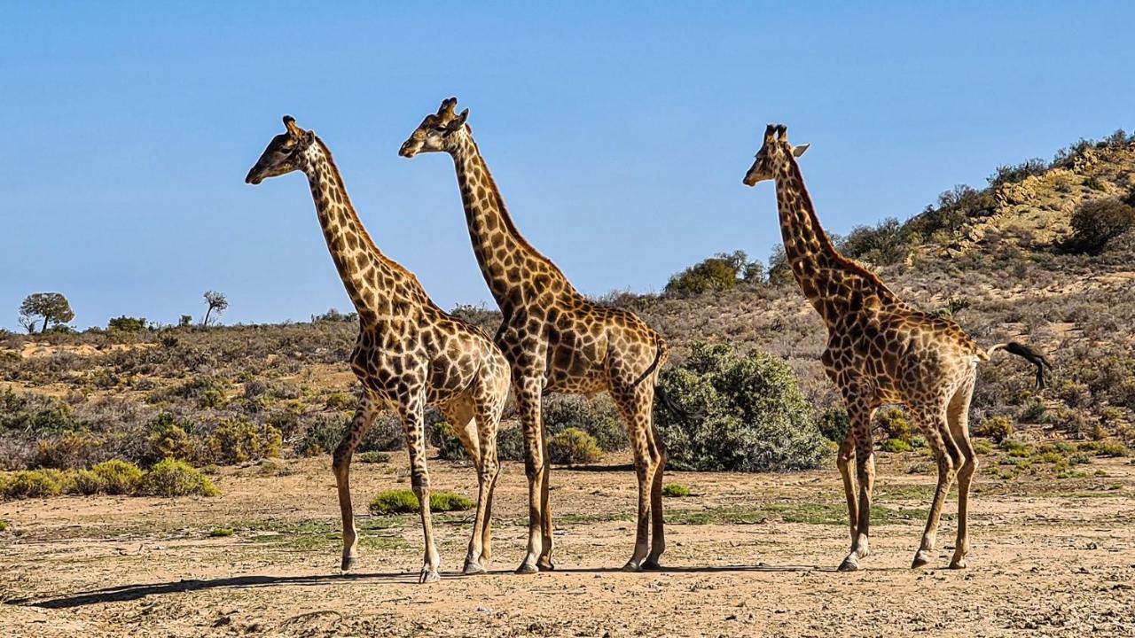 Rooiberg Wild Private Game Reserve Ladismith Exterior photo